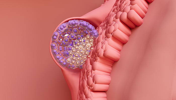rectangle-phaseluteale